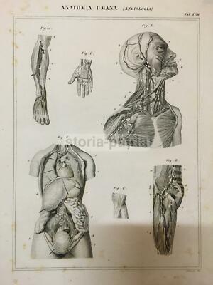 Medicina, Angiologia: Circolazione Del Sangue E Anatomia Umana