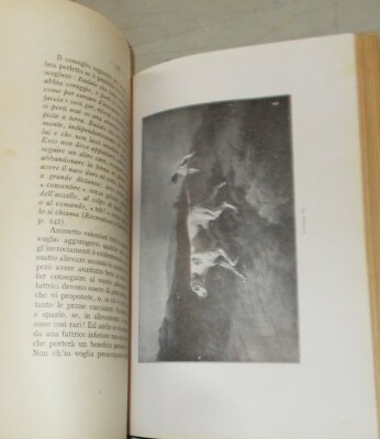Cani Da Caccia: Zoologia. Il Cane Pointer. Addestramento, Allevamento. Arkwright, 1942