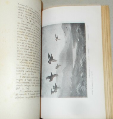 Cani Da Caccia: Zoologia. Il Cane Pointer. Addestramento, Allevamento. Arkwright, 1942