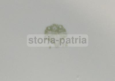 Inusuale Piatto Scodella Laveno Con Artistica Decorazione Policroma Da Collezione