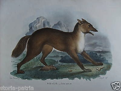 Sciacallo, Grande Antica Stampa A Colori, Napoli, XIX Secolo