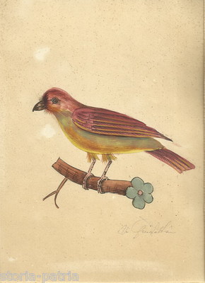 Storia Naturale: Zoologia, Uccelli. Acquarello d'Epoca Di Andrea Guidotti