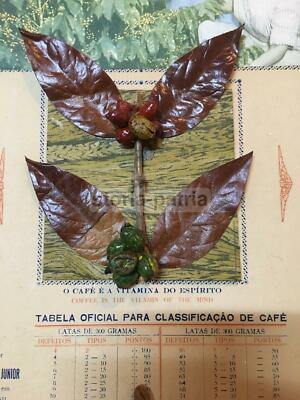 Pannello Pubblicitario Vintage Caffè O Ouro Do Brasil Con Campionario Di Chicchi E Varietà