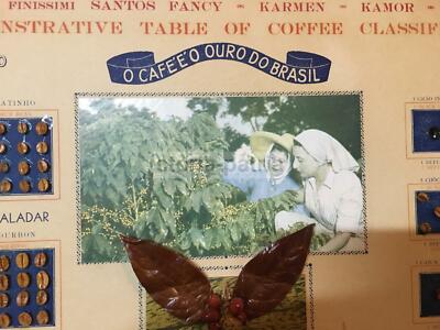 Pannello Pubblicitario Vintage Caffè O Ouro Do Brasil Con Campionario Di Chicchi E Varietà