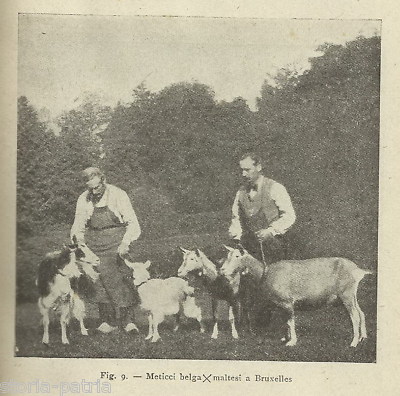 Agricoltura, Allevamenti E Zootecnia: La Capra (1944). Malta, Febbre Maltese, Veterinaria