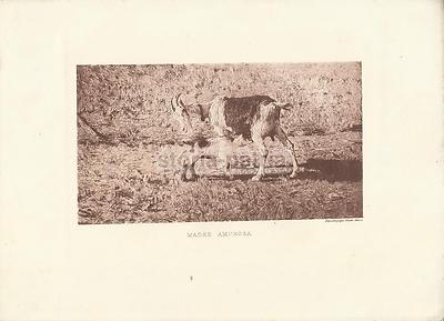 Segantini: Antica Veduta Pastorale. Stamperia Fusetti. Madre Amorosa