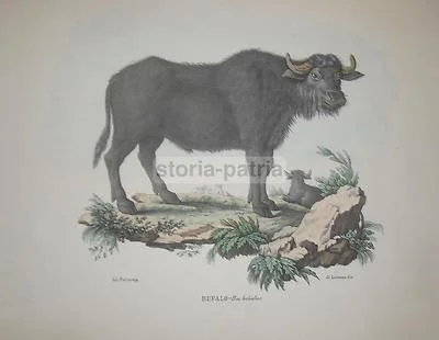 Antique Colour Lithograph Depicting a Buffalo, Naples, Artist Di Lorenzo, 19th Century