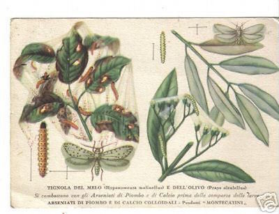Montecatini: Industria Agraria E Mineraria   Prodotti Per Agricoltura   Tignola Del Melo
