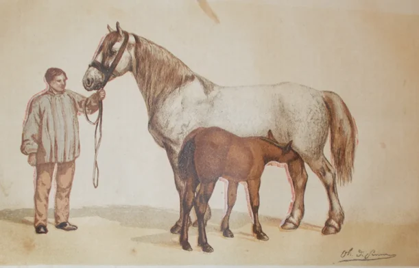 Zoology: Horses, Mare. Antique Lithographic Print by De Penne, Zanote, 19th Century
