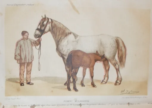 Zoology: Horses, Mare. Antique Lithographic Print by De Penne, Zanote, 19th Century