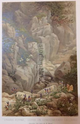 Scienze Naturali: Botanica, Geologia, Alpi. Linaria Alpina, Conglomerato Calcareo