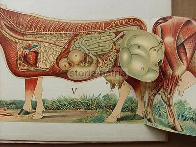 Zootechnics, Veterinary Medicine, Cattle, Equines, Horse: Antique Illustrated Work with Rare Movable Plates