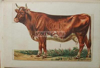 Zootechnics, Veterinary Medicine, Cattle, Equines, Horse: Antique Illustrated Work with Rare Movable Plates