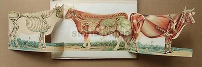 Zootechnics, Veterinary Medicine, Cattle, Equines, Horse: Antique Illustrated Work with Rare Movable Plates