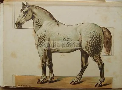 Zootechnics, Veterinary Medicine, Cattle, Equines, Horse: Antique Illustrated Work with Rare Movable Plates