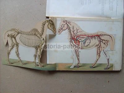 Zootechnics, Veterinary Medicine, Cattle, Equines, Horse: Antique Illustrated Work with Rare Movable Plates