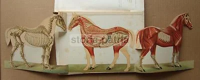 Zootechnics, Veterinary Medicine, Cattle, Equines, Horse: Antique Illustrated Work with Rare Movable Plates