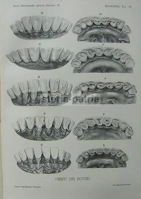 Zootechnics, Veterinary Medicine, Cattle, Equines, Horse: Antique Illustrated Work with Rare Movable Plates