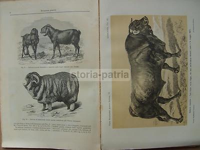 Zootecnia, Veterinaria, Bovini, Equini, Cavallo: Antico Illustrato Con Rare Tavole Mobili
