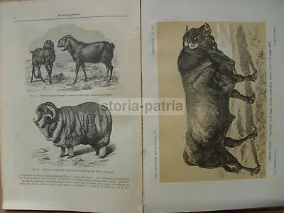Zootechnics, Veterinary Medicine, Cattle, Equines, Horse: Antique Illustrated Work with Rare Movable Plates