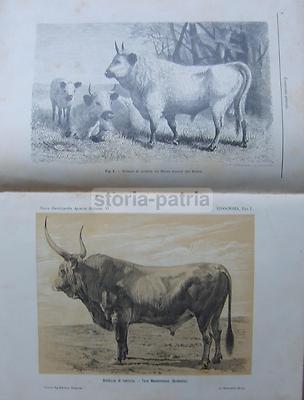 Zootecnia, Veterinaria, Bovini, Equini, Cavallo: Antico Illustrato Con Rare Tavole Mobili