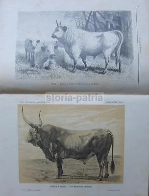 Zootechnics, Veterinary Medicine, Cattle, Equines, Horse: Antique Illustrated Work with Rare Movable Plates