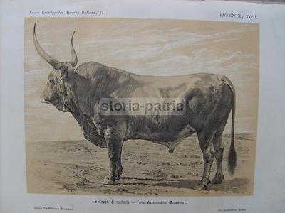 Zootecnia, Veterinaria, Bovini, Equini, Cavallo: Antico Illustrato Con Rare Tavole Mobili