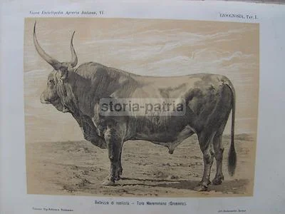 Zootechnics, Veterinary Medicine, Cattle, Equines, Horse: Antique Illustrated Work with Rare Movable Plates