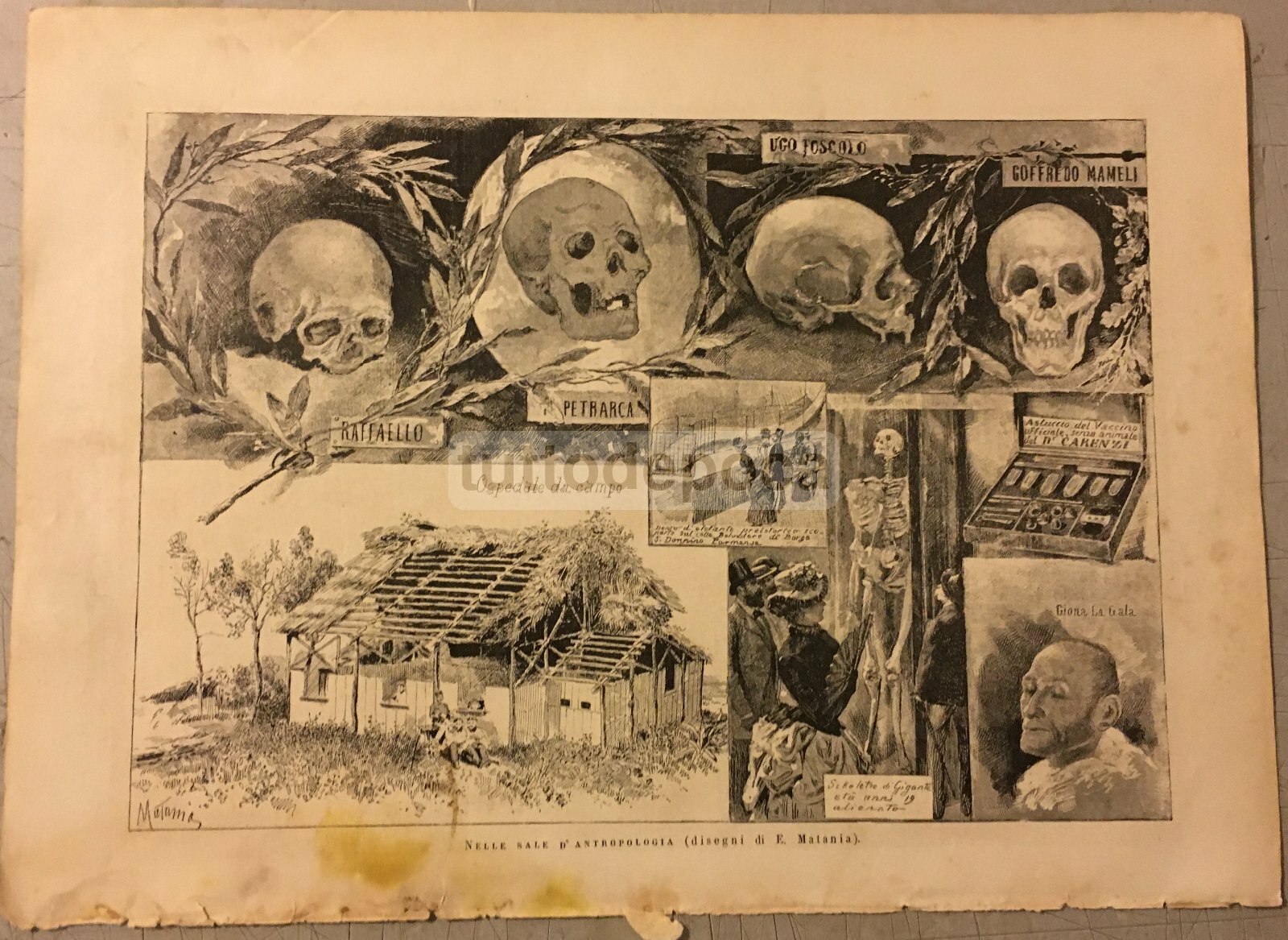 Nelle Sale d'Antropologia: Arte E Storia Con Raffaello, Petrarca, Foscolo, Mameli E Matania