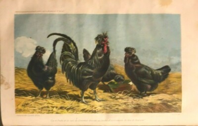 Zoologia, Volatili, Animali Da Cortile, Galline: Antica Litografia A Colori, 1863