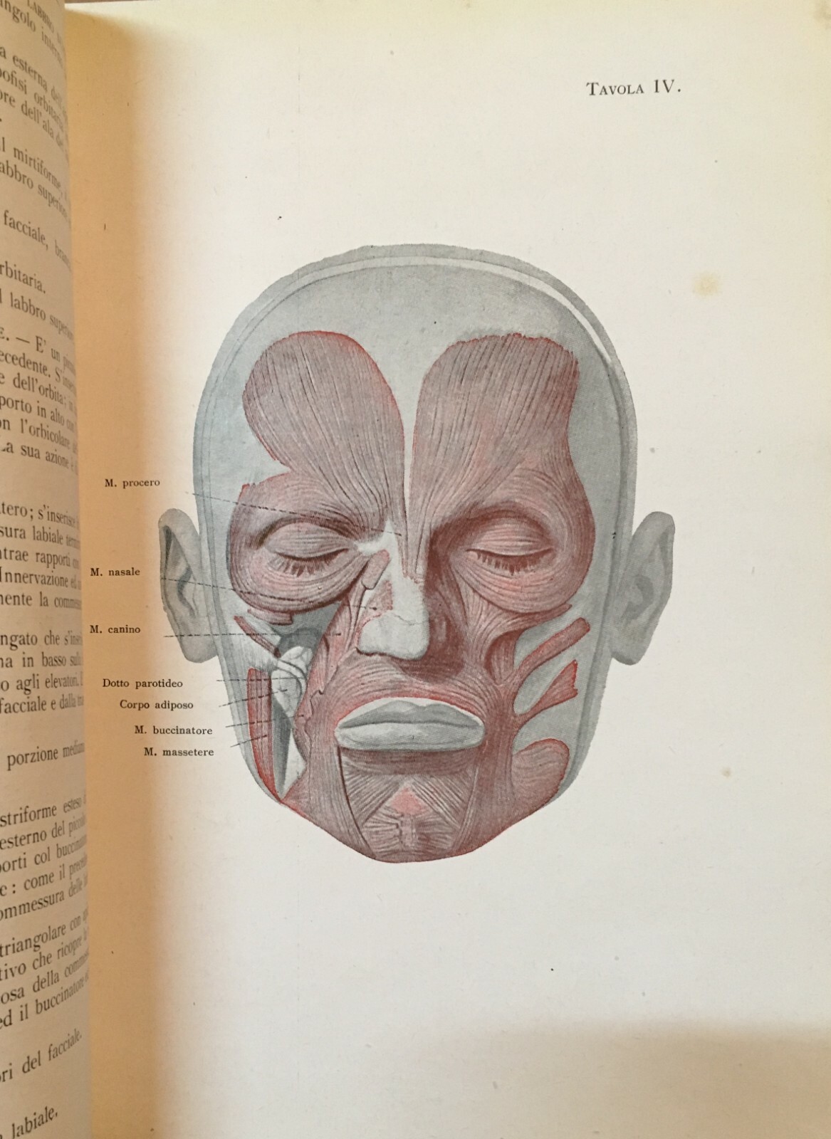Medicina, Odontoiatria E Ortodonzia: De Vecchis, Volume Illustrato, 1938