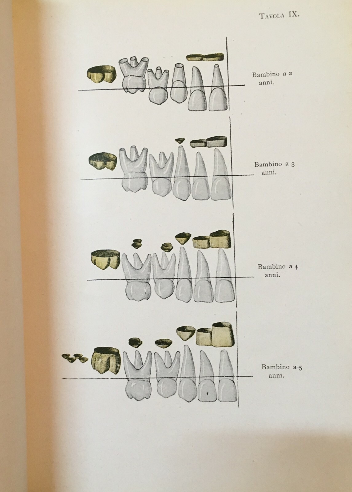 Medicina, Odontoiatria E Ortodonzia: De Vecchis, Volume Illustrato, 1938