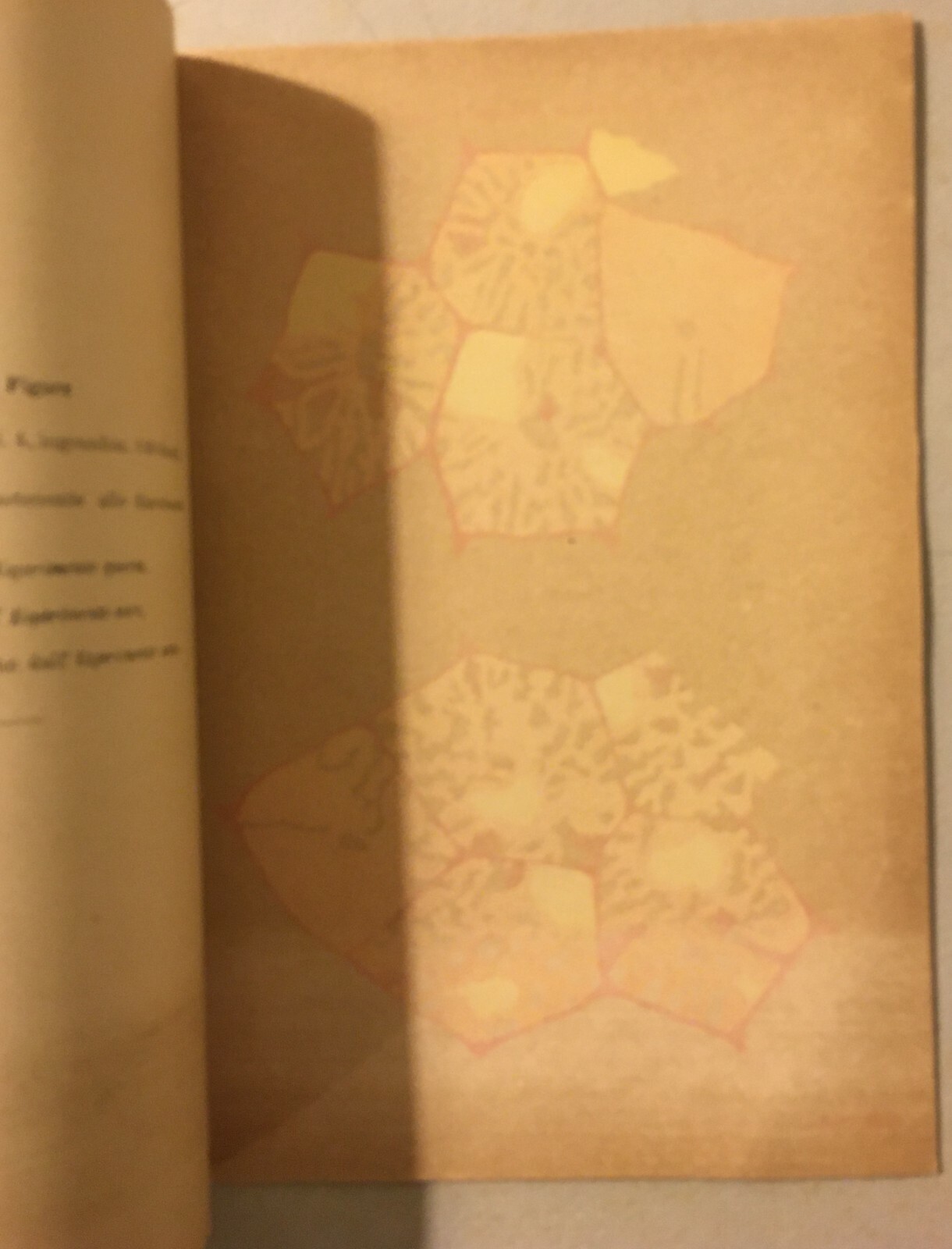 Napoli, Medicina, Anatomia Patologica, Veterinaria, Fegato, Conigli, Piantieri