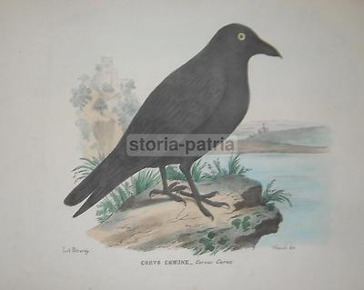Uccelli, Volatili: Corvo Comune. Antica Litografia A Colori, Napoli, Wenzel, XIX Secolo