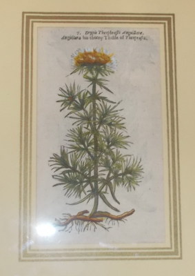 Storia Naturale, Botanica: Antica Stampa Xilografica Colorata A Mano, Anguillara (Pietro Andrea Mattioli)