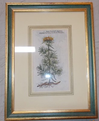 Storia Naturale, Botanica: Antica Stampa Xilografica Colorata A Mano, Anguillara (Pietro Andrea Mattioli)