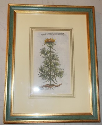 Storia Naturale, Botanica: Antica Stampa Xilografica Colorata A Mano, Anguillara (Pietro Andrea Mattioli)