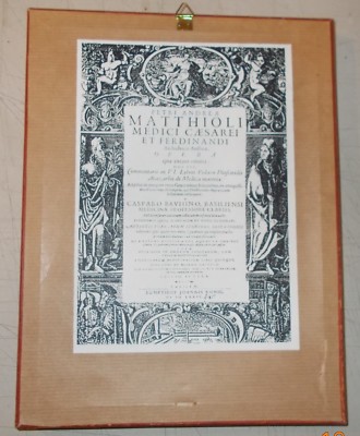 Storia Naturale, Botanica: Antica Stampa Xilografica Colorata A Mano, Anguillara (Pietro Andrea Mattioli)