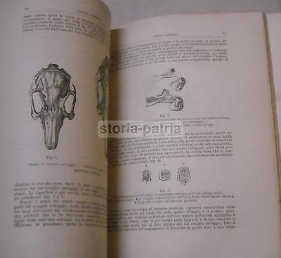 Variazione Degli Animali E Piante Allo Stato Domestico Di Carlo Darwin