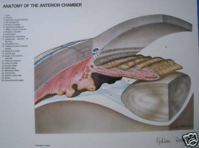 Oculistica, Sezione Anatomica Dell'Occhio, Seccia   1986