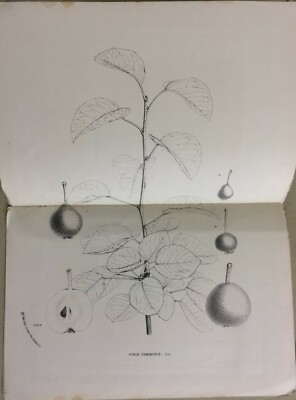 Botanica: Peri E Sidro. Joseph Decaisne E T. Wenzig. Con Tavola Illustrativa, 1881