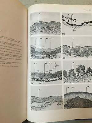 Medicina, Ostetricia E Ginecologia: Rivista Italiana Di Ginecologia, Vol. XXXVI (1953)