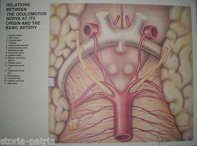 Oculistica, Nervo Ottico E Vascolarizzazione Arteriosa, Stampa Anatomica Di Seccia