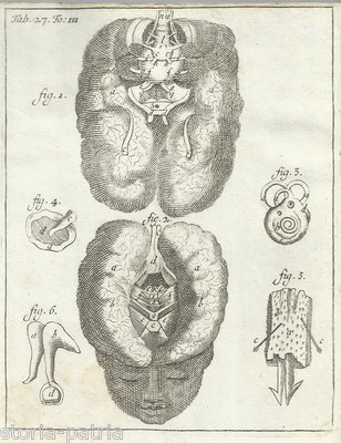 Medicina, Anatomia, Neurologia, Testa, Cervello, Sistema Nervoso, Antica Stampa Del '700