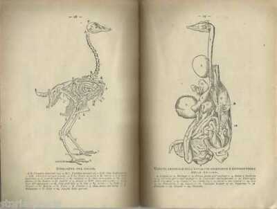 Polli E Pollai   P. Venino (1947)