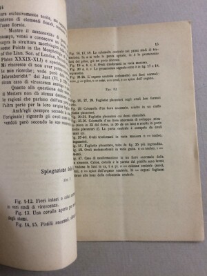 Scienze Naturali: Botanica. Primula Sinensis Lindl. Penzig. Con Due Tavole. Veneto.