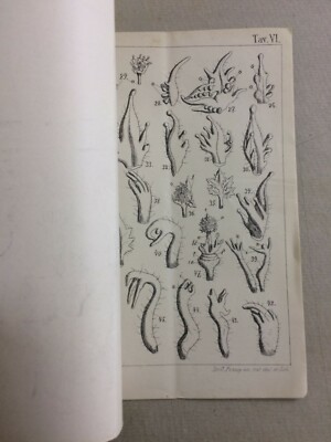 Scienze Naturali: Botanica. Primula Sinensis Lindl. Penzig. Con Due Tavole. Veneto.