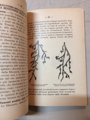 I Problemi Della Nuova Viticoltura (Salvatore Castana, 1918)
