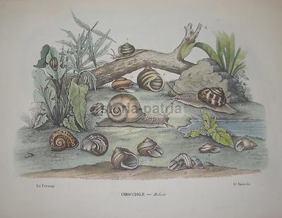 Lumache E Chiocciole: Antica Illustrazione Litografica Di Amato, Napoli