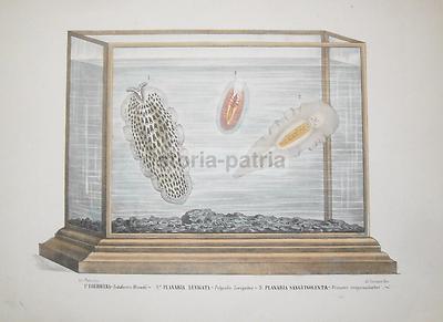 Storia Naturale: Acquario, Planaria, Eolidicera. Antica Litografia Di Lorenzo, Napoli